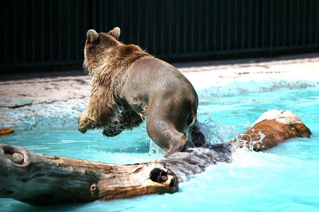 A bear cools off in a pond where wild animals cool off in Konya, Turkiye on July 09, 2024. Careful efforts are being made to ensure that the protected brown bear siblings “Efe” and “Ege” spend their summers and winters comfortably. The bears spend the winter months sleeping in the cave-like area, and spend the summer months in a garden with a pool, where they cool off by swimming in the pool when the heat becomes too much. (Photo by Serhat Cetinkaya/Anadolu/Abaca Press)