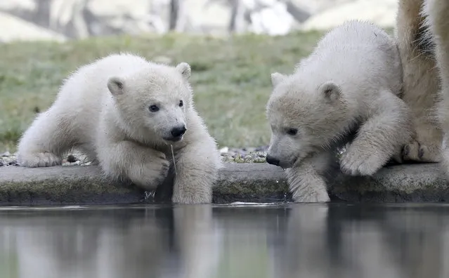 After their christening, the polar bear twins Kaja and Skadi, born in November, show themselves to zoo visitors for the first time in Rostock, Germany on March 4, 2022. (Photo by Bernd Wüstneck/dpa-Zentralbild/dpa)
