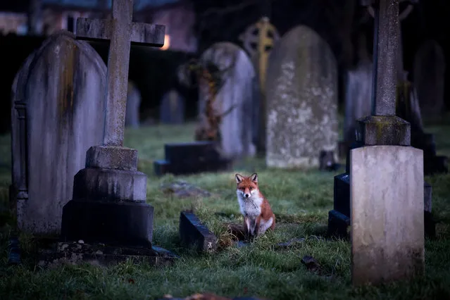 A fox walks through a cemetery at dusk on January 10, 2018 in Bath, England. Although the number of foxes in the UK is actually on the decline, according to a recent study the number of urban foxes in England has quadrupled in the past 20 years with an estimated 150,000 foxes in England, or about one for every 300 urban residents. (Photo by Matt Cardy/Getty Images)