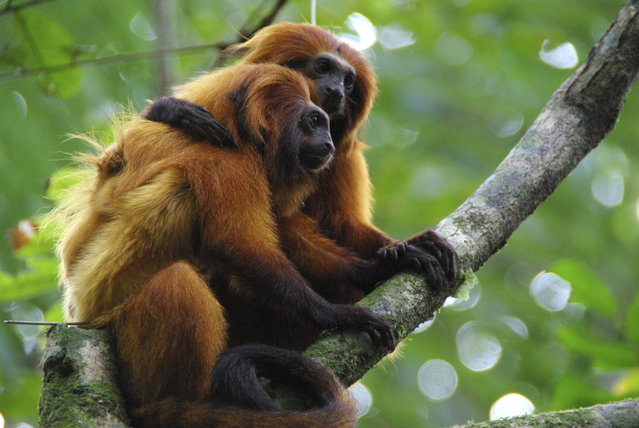 This undated photo provided by AMLD in June 2020 shows endangered golden lion tamarins which live in the wild only in Brazil's Atlantic rainforest. In the wake of the COVID-19 coronavirus pandemic, scientists monitoring the devastating impacts of yellow fever on golden lion tamarins are unable to work in closed forest reserves. (Photo by Andreia Martins/AMLD via AP Photo)