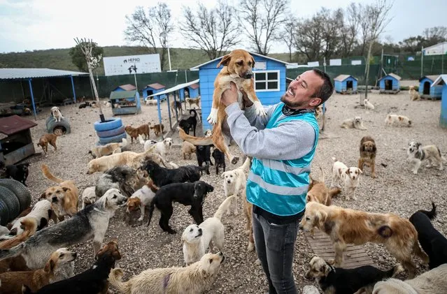 A man plays with dogs at an farm in Bursa, Turkiye on April 07, 2022. Emre Demir quit his job 3 years ago in Bursa's Nilüfer district, so he decided to look after the abandoned animals on the small farm he founded. Emre Demir became friends with a thousand animals in this field, which he devoted his whole life over the years. (Photo by Sergen Sezgin/Anadolu Agency via Getty Images)