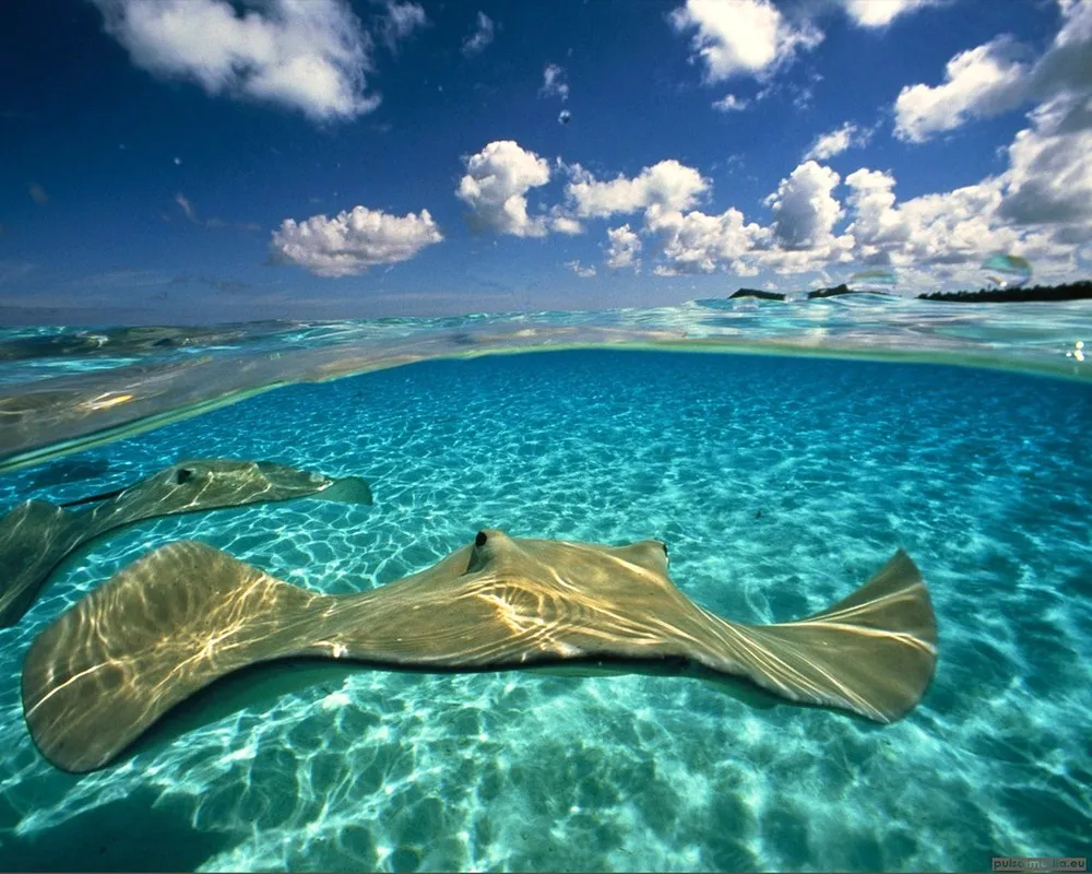 Photographers: David Doubilet