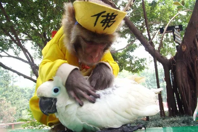 A monkey helps a parrot get rid of lice at a wild animal park in Shenzhen, south China's Guangdong province, in this picture taken on April 23, 2005. (Photo by Reuters/China Newsphoto)