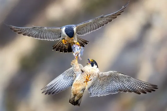 A dedicated male of world's fastest species – the peregrine falcon – makes an express offering of prey to his female mate near Los Angeles in the last decade of May 2022. (Photo by Phoo Chan/Media Drum Images)