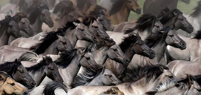 Wild horses are driven into an arena to pick out young stallions in Duelmen, Germany on May 26, 2012