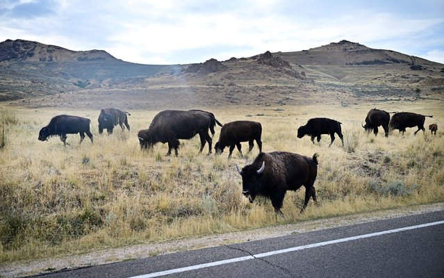 Bison roam the land on Antelope Island at the Great Salt Lake on September 10, 2024 in Salt Lake City, Utah, where bison arrived in 1893 and remain in one of the oldest and largest publicly owned bison herds in the country. In forty years, the Great Salt Lake has lost two-thirds of its surface area, a victim of an agricultural sector and a mining industry that consume too much water, and of global warming which reduces the flow of the rivers that feed it. reaching a historic low in 2022. (Photo by Frederic J. Brown/AFP Photo)