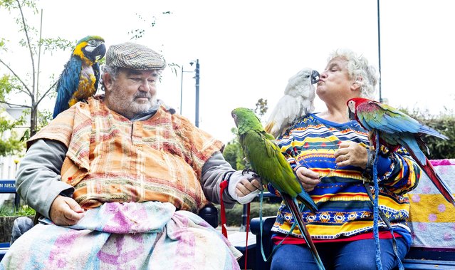 A couple share their lives with 20 parrots – and regularly take them out and about town. David Vickery and wife Gill Vickery have spent decades rescuing birds after starting with two cockatiels and two budgerigars over 40 years ago. Their collection has now expanded and including a range of different shapes and sizes from African Greys, to Macaws, and Cockatoos. Calne, Wiltshire, UK on October 15, 2024. (Photo by Tom Wren/South West News Service)