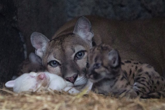 A month-old albino puma cub, born in captivity, is seen along with its mother and other cubs at their enclosure at Thomas Belt zoo, in Juigalpa, Nicaragua on August 22, 2023. (Photo by Maynor Valenzuela/Reuters)