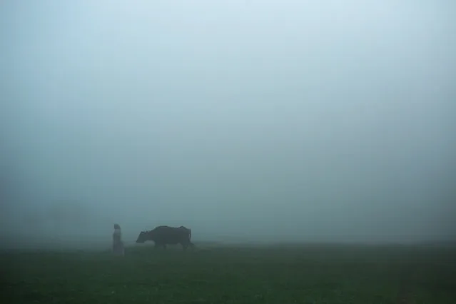 FILE - In this Thursday, May 17, 2015 file photo, a farmer leads her cow on the way to her farm, engulfed by the early day's fog, in a village in the Nile Delta town of Behira, 300 kilometers (186 miles) north of Cairo, Egypt. Lush green farms once stretched all around the Nile River, the fertile dark soil a vital source of life since the Pharaonic times, when ancient Egyptians developed some of the first sophisticated farming methods in the region. (AP Photo/Mosa'ab Elshamy, File)