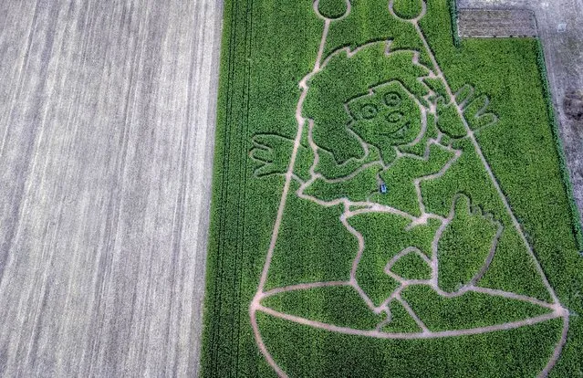 A figure appears in a corn labyrinth on the outskirts of Frankfurt, Germany, Thursday, August 18, 2022. (Photo by Michael Probst/AP Photo)