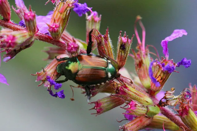 Japanese beetle (Popillia japonica) in Toronto, Ontario, Canada, on August 10, 2021. (Photo by Creative Touch Imaging Ltd/NurPhoto/Rex Features/Shutterstock)