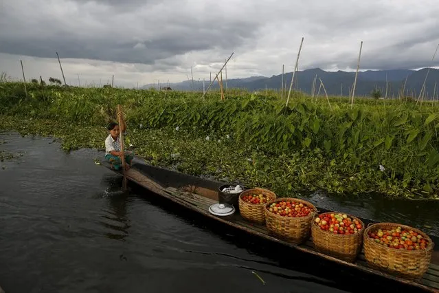 A woman rows her boat as she harvests tomatoes on Inle lake, in Myanmar's Shan State September 4, 2015. (Photo by Soe Zeya Tun/Reuters)