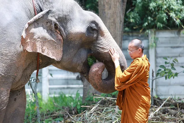 This is the heartwarming moment an elephant kneels to receive bananas from a Buddhist monk who rescued him from forced labour in the tourist industry Chiang Mai, northern Thailand, on August 24, 2022. (Photo by ViralPress)