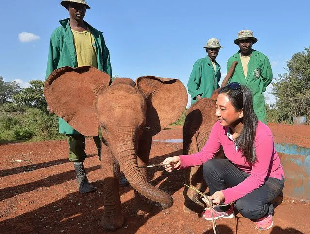 Hong Kong lawmaker Elizabeth Quat (R) poses with a juvenille elephant as she visits the David Sheldricks orphan elephant foundation in the Kenyan capital, Nairobi, on September 13, 2014. Elizabeth Quat is in Kenya as part of her campaign to stop the ivory business and end the killing of elephants, organized in partnership with WildAid, Save the Elephants, the African Wildlife Foundation, the Northern Rangelands Trust and Stop Ivory. (Photo by Daniel Irungu/EPA)