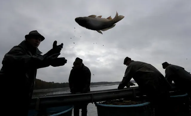 Fishermen sort fish, mostly carp, during a traditional fish haul at the Horusicky pond near the town of Veseli nad Luznici, Czech Republic, Tuesday, October 24, 2017. (Photo by Petr David Josek/AP Photo)