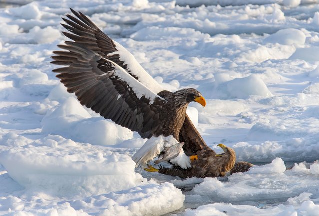 Eagles fight for their fish supper on the frozen Shiretoko Peninsula in Hokkaido, Japan in the last decade of February 2025. The seabirds’ dramatic wingspan is displayed as they dive for cod and flounder left out by locals to help them survive the harsh winter months. (Photo by Brian Matthews/Solent News)