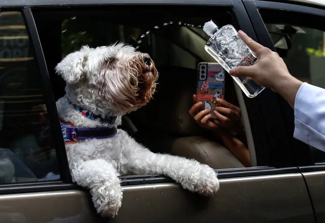 A pet dog inside a vehicle receives a blessing with holy water from a Catholic priest at a commercial mall in Quezon City, Metro Manila, Philippines, 02 October 2022. A drive thru pet blessing was held ahead of World Animal Day which is annually observed on 04 October and coincides with the Catholic feast day of St. Francis of Assisi, who is the patron saint of animals. (Photo by Rolex Dela Pena/EPA/EFE)