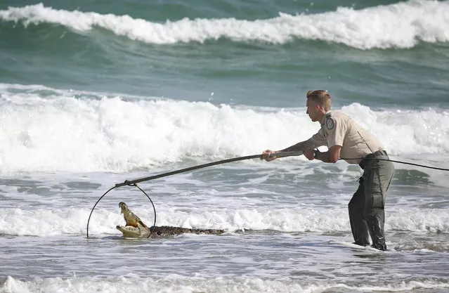 A Florida Fish and Wildlife Conservation Commission officer tries to capture a six-foot (two-meter) crocodile along Hollywood Beach near the Dania Beach pier in Hollywood, Fla., Monday, November 20, 2017. Hollywood spokeswoman Joann Hussey says it was first spotted near the pier as it drifted south in the Atlantic Ocean. Before the Florida Fish and Wildlife Conservation Commission responded, lifeguards were keeping people a safe distance from the creature. (Photo by Susan Stocker/South Florida Sun-Sentinel via AP Photo)