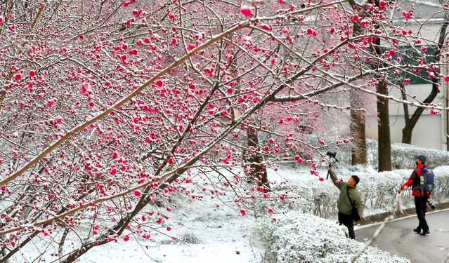 On the morning of the March 18, 2025, when a heavy snow warning was issued, snow piled up on the red plum blossoms at Gwangju Jungoe Park. Citizens are taking pictures of the snow plum blossoms. (Photo by Kim Young-geun)