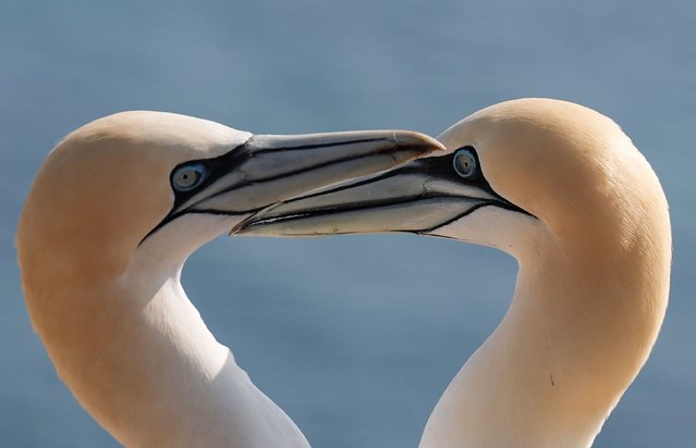 Gannets stand on the Guillemot Rock on the German archipelago of Heligoland on Thursday, March 27, 2025. (Photo by Marcus Brandt/picture alliance/Getty Images)