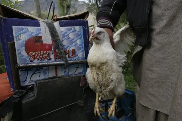 Porter Hassan Gab Khor holds a live chicken before a K2 Base Camp trek in the Karakoram mountain range in northern Pakistan August 28, 2014. (Photo by Wolfgang Rattay/Reuters)