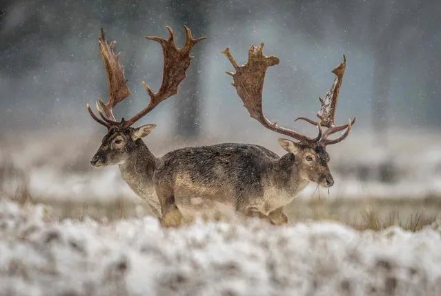Fallow deers stand on a field as snow falls near Moerfelden-Walldorf, central Germany, on December 18, 2017. (Photo by Boris Roessler/AFP Photo/DPA)