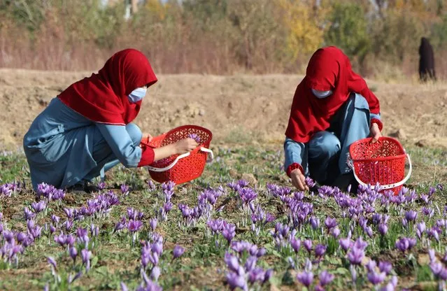 Afghan women harvest saffron flowers in a field on the outskirts of Herat province on October 31, 2022. (Photo by Mohsen Karimi/AFP Photo)
