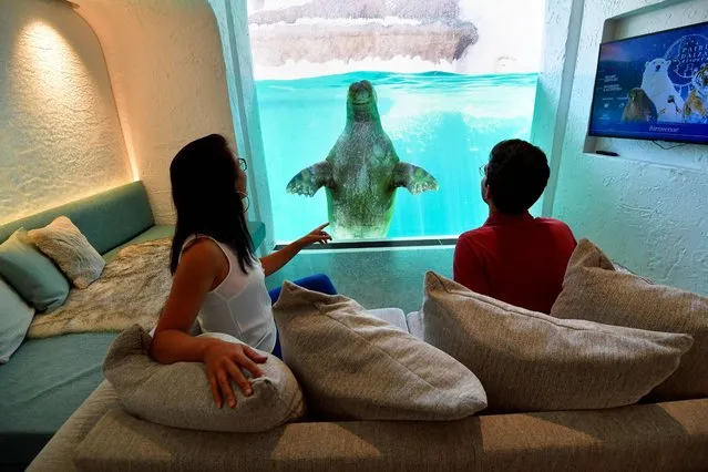 Visitors look at a walrus from their hotel room at the Pairi Daiza animal park in Brugelette, Belgium on July 30, 2020. (Photo by John Thys/AFP Photo)