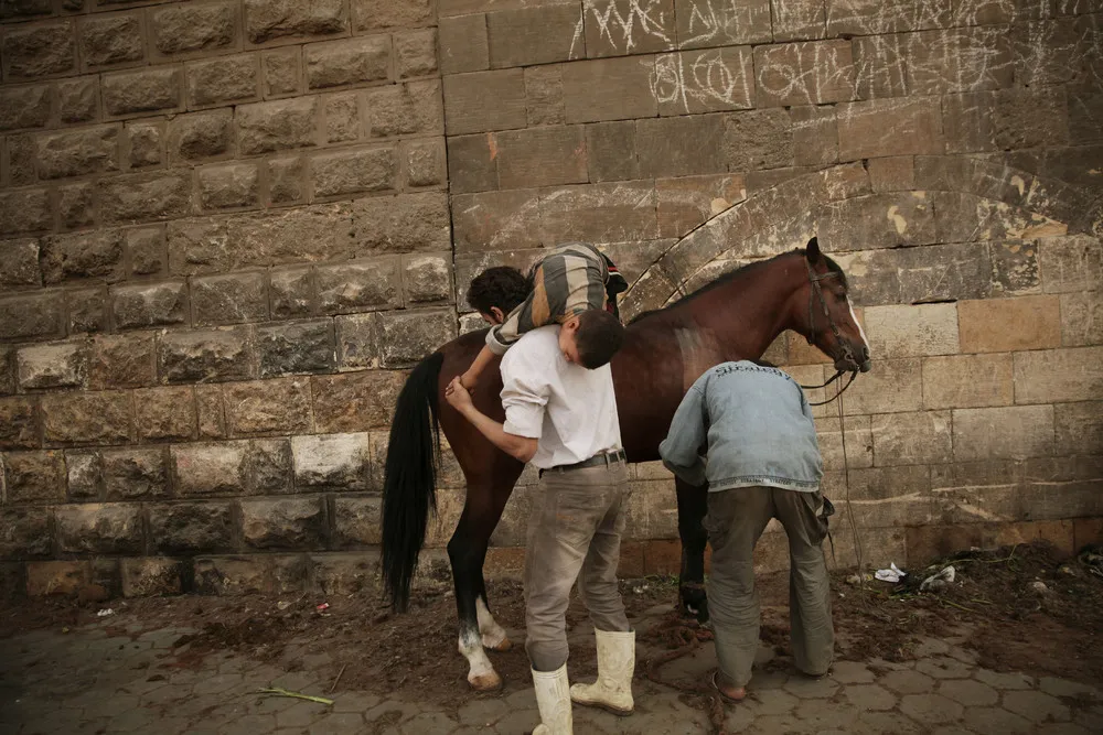 Donkey Barber Grooms Cairo's Animals