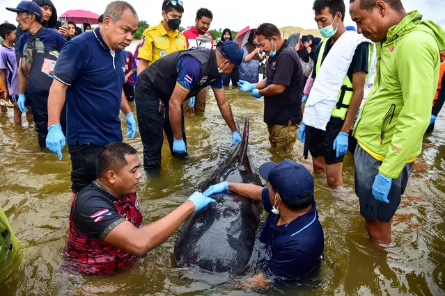Provincial fisheries' officials and rescuers help a whale injured and stranded after a strong storm, at Nara Beach in Thailand's southern province of Narathiwat on December 5, 2022. (Photo by Madaree Tohlala/AFP Photo)