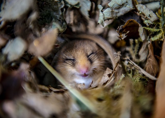 One of the wild Rare Hazel Dormouse found during a research day in a location in Wales, UK in the first decade of June 2025. The cute Dormouse which is rarley seen by anyone is in such a decline experts are very concerned we could loose them for ever. (Photo by Andrew Price/View Finder Pictures)
