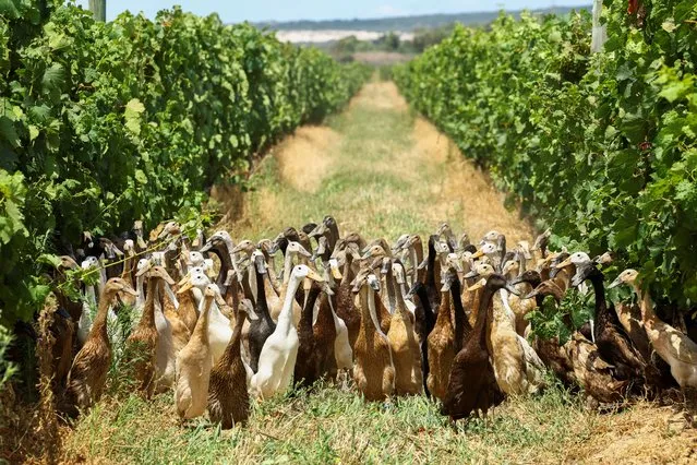 A flock of Indian Runner ducks, which assist as natural pest-control, in place of pesticides, by eating all the snails and bugs, walk amidst the grape vines during their daily patrol around the Vergenoegd Wine Estate, in Stellenbosch, in Cape Town, South Africa, January 12, 2023. (Photo by Esa Alexander/Reuters)