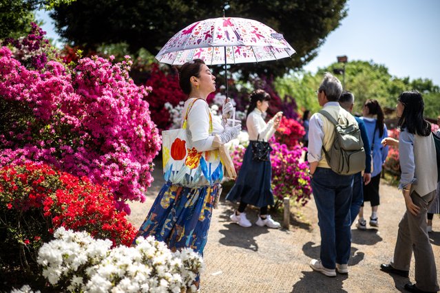 People visit Ashikaga flower park in Ashikaga city, Tochigi Prefecture, north of Tokyo on April 27, 2025. (Photo by Philip Fong/AFP Photo)