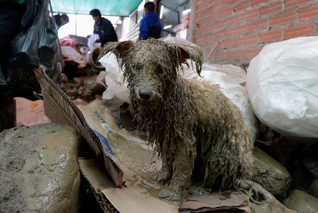 A dog is seen in flooded Tiquipaya after heavy rains, in Tiquipaya Cochabamba, Bolivia, February 7, 2018. (Photo by Danilo Balderrama/Reuters)