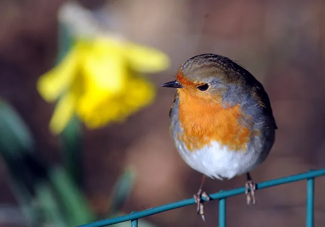 A Robin and a Daffodil basking in Winter sunshine at the Cotswold Wildlife Park on February 12, 2018 in Oxfordshire, England. (Photo by Paul Nicholls/Barcroft Media)