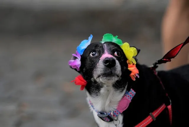 A dog wears a headdress during the “Blocao” dog carnival parade, in Rio de Janeiro, Brazil, Saturday, February 18, 2023. The “Blocao” – a mixture of “bloco” which refers to Carnival street parties and “cao”, or dog in Portuguese – brought about 300 people to Rio's Barra da Tijuca. Dog costumes ranged from fairies, and superheroes to clowns and cartoon characters. (Photo by Silvia Izquierdo/AP Photo)