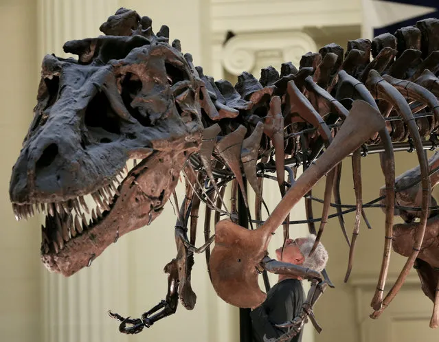 Bill Simpson looks inside a fossil of a Tyrannosaurus rex known as "Sue", before removing its forelimb to be used for research at the Field Museum in Chicago, Illinois, U.S., October 6, 2016. “Sue” is the nickname given to FMNH PR 2081, which is the largest, most extensive and best preserved Tyrannosaurus rex specimen ever found at over 90% recovered by bulk. It has a length of 12.3 meters (40 ft), stands 3.66 m (12 ft) tall at the hips, and was estimated to have weighed around 6.4 to 10.2 metric tons when alive. It was discovered in the summer of 1990, by Sue Hendrickson, a paleontologist, and was named after her. After ownership disputes were settled, the fossil was auctioned in October 1997, for US $7.6 million, the highest amount ever paid for a dinosaur fossil, and is now a permanent feature at the Field Museum of Natural History in Chicago, Illinois. (Photo by Jim Young/Reuters)