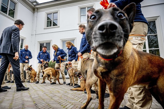 A sniffer dog curiously looks at the photographers as members of the Dutch rescue team “USAR” are given an official reception at the Catshuis, where Prime Minister Mark Rutte (L) met with the rescuers in The Hague, The Netherlands, 23 February 2023. The team returned from their week-long search and rescue deployment in Turkey. More than 46,000 people died and thousands more were injured after major earthquakes struck southern Turkey and northern Syria on 06 February and again on 20 February. (Photo by Robin Utrecht/EPA)