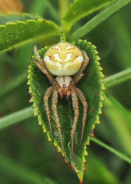A bordered orb-weaver spider rests on a leaf in Kent, UK on July 22, 2025. Orb-weaver spiders are known for building the classic, wheel-shaped webs often seen in gardens. (Photo by Tom Iwasyszyn/Picture Exclusive)