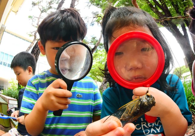 On the August 21, 2025, children were collecting insects with cicada nets at the Sangdae Green Park Children's Forest Experience Center in Yuseong-gu, Daejeon. The children, participating in the forest ecology experience, are holding dead cicadas in their hands and examining them closely with magnifying glasses. (Photo by Shin Hyeon-jong)