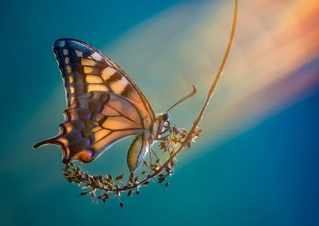 Butterfly’s wings appear like a stunning stained glass window, July 2016. (Photo by Petar Sabol Sharpeye/Rex Features/Shutterstock)