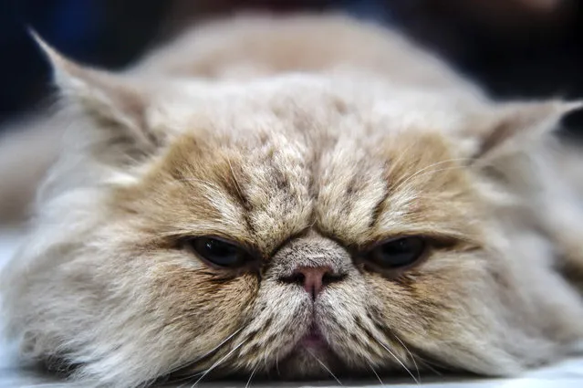 A persian cat  is pictured during a world cats show contest organized by the World Cat Federation (WCF) on October 16, 2016 in Istanbul. (Photo by Ozan Kose/AFP Photo)