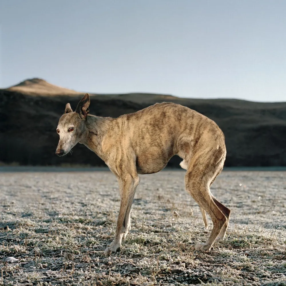 A Feral Africanis: a Wild Breed of Dog by Photographer Daniel Naudé