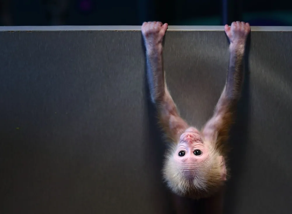 The Week in Pictures: Animals, December 27 – January 2, 2015