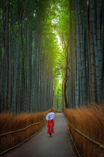 A tourist, dressed in traditional clothes, walk among bamboo forest, consisting of tall bamboos of the moso species, in the Arashiyama region of Kyoto, Japan on April 2, 2025. Moso species, which can reach up to 28 meters, covers an area of about 16 square kilometers and offers a rare atmosphere to its visitors with its walking paths. (Photo by Fatih Gonul/Anadolu via Getty Images)
