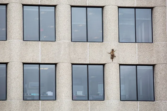 A raccoon scurries up the side of the UBS Plaza building in St. Paul, Minnesota, U.S., June 12, 2018, in this image obtained from social media. (Photo by Evan Frost/MPR News via Reuters)