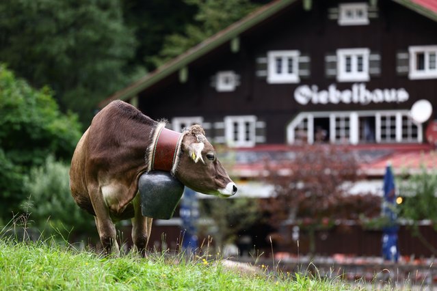 A cow stands on a hill wearing a traditional bell, a day before the traditional Viehscheid festival in Hinterstein, Germany, 10 September 2024. Viehscheid and Almabtrieb are the names of the annual festival which takes place at the end of summer. During the festival the farmers lead their cattle from the mountain pastures to bring them back to the valleys. (Photo by Anna Szilagyi/EPA/EFE)