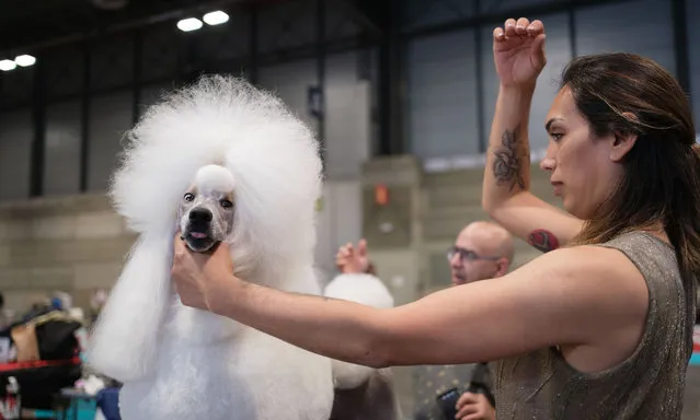 People take part in World Dog Show 2023 Madrid with their dogs at IFEMA in Madrid, Spain on May 27, 2023. (Photo by Oscar Gonzalez/NurPhoto via Getty Images)