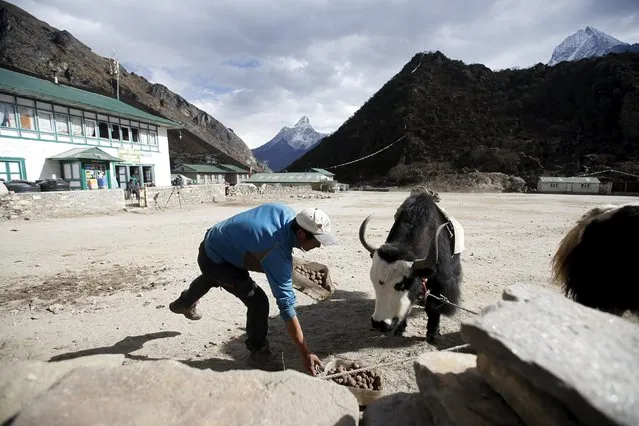 Phurbha Tashi Sherpa, 21-time Everest summiteer, feeds potatoes to his yak at Khumjung, a typical Sherpa village in Solukhumbu district also known as the Everest region, in this picture taken November 30, 2015. (Photo by Navesh Chitrakar/Reuters)