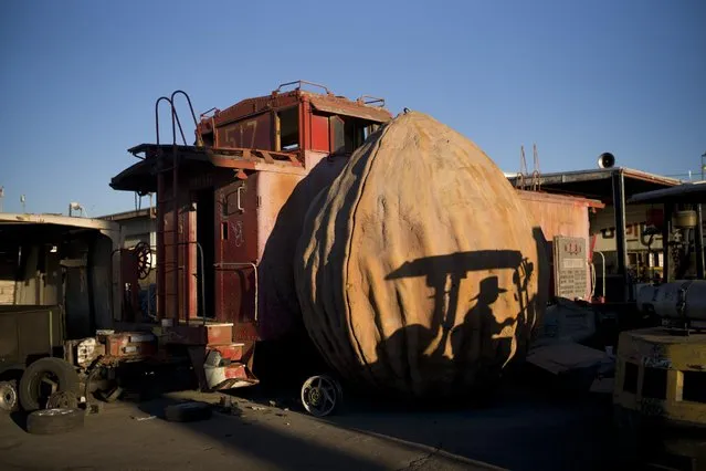 In this Thursday, November 19, 2015 photo, a junkyard employee casts a shadow on a giant walnut sculpture at Aadlen Brothers Auto Wrecking, also known as U Pick Parts, in the Sun Valley section of Los Angeles. The family business is closing on New Year's Eve, and everything must go by then, the cars, the shark, the arches, even the giant car-crushing machine. (Photo by Jae C. Hong/AP Photo)